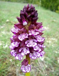 Orchidées