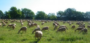 troupeau dans le pré